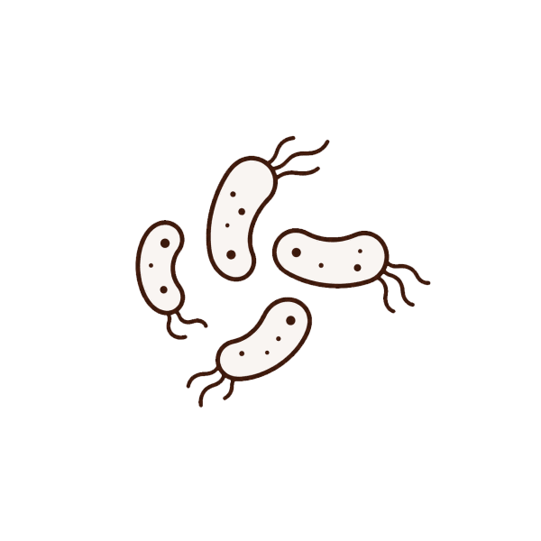Bacteria