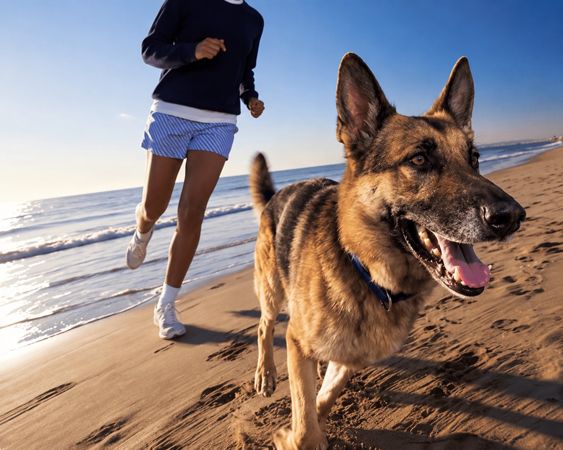 A German Shepherd running on the beach