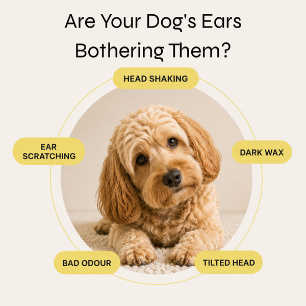Clear Ears