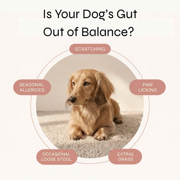 Probiotic Chews