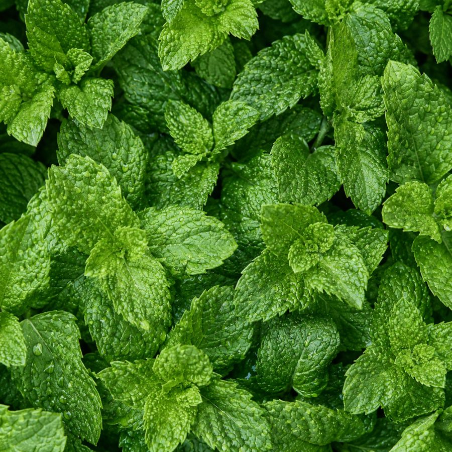 Fresh peppermint leaves with a scatter of green powder