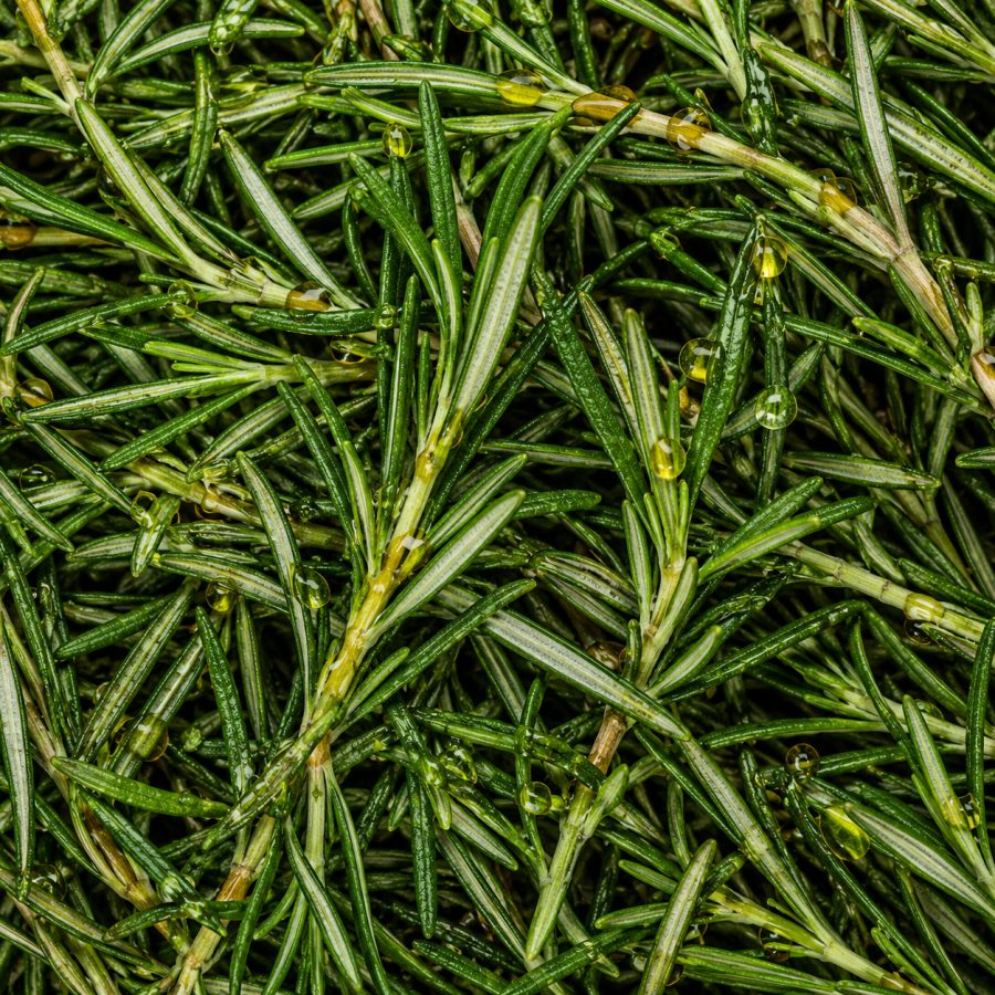 A rosemary sprig in golden oil