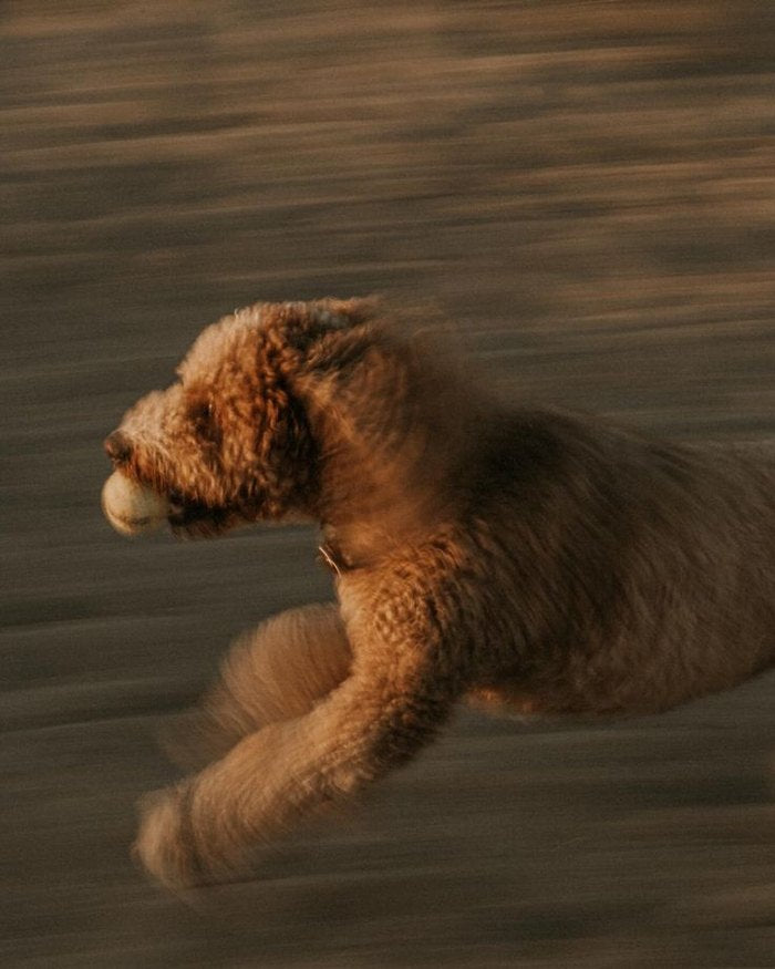 A dog running at full speed