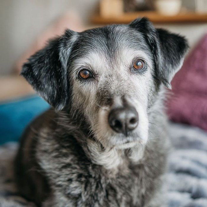 A grey-muzzled senior dog